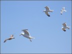 Volare
