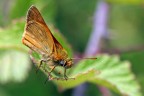 grazie ad alcuni di voi per avermi consigliato il 100mm 2,8 macro 
 fantastico