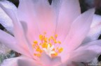 Delicate