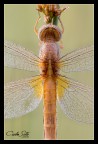 Libellula e rugiada
