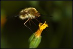 Bombylius maior