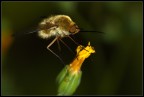 Effetto spot....qui ho sbagliato con l'orientamento del 420ex...vabbe', lo ribecchero' prima o poi.....100macro+32mm f/7.1 1/100sec due flash treppiedi in appoggio