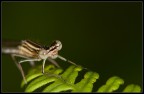 Libellula: ritratto