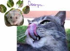 Pensiero felino