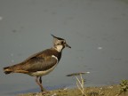 Pavoncella_a_Torrile