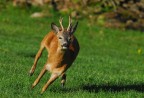 capriolo in corsa
