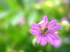 Piccolo sogno