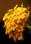 Cavalletta su Lantana