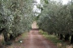 strada di campagna