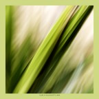 Yucca 2