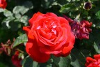 Fiori di casa