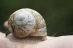 chicciola