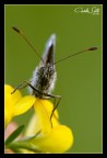 Giallo e verde