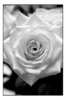 Una Rosa