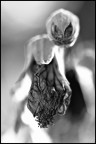 Canon eos 20d, tamron 90 2.8 macro, 1\100, f3.2, iso100,
