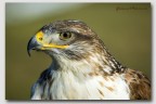 Rapace