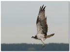 Falco pescatore