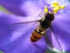 macro