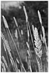 eos 20d, 18-50 f2.8 sigma
purtroppo il tiff mi ha perso i dati exif...