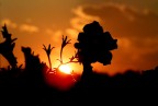 controluce