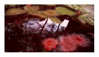 Watercolours
