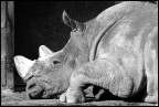 rino