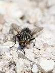 mosca
