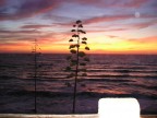 My dream