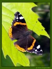 Vanessa atalanta
