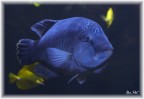Pesce Napoleone