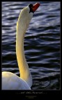 http://www.thiefofeternity.com/