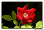 Piccola rosa