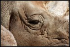 Rino