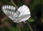 Farfalla!