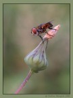 Mosca...dormiente