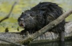 Renzo-Nutria