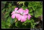 Fiori di geranio