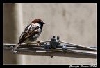 Passerotto
