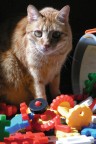 gioco felino