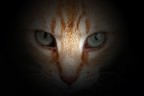 occhi di gatto