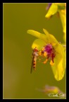 Sirfide e fiore