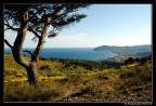 Ginestre su Diano marina