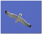 al volo 2