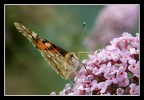 inclinata