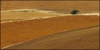 aspettando la trebbiatura