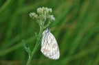 farfalla