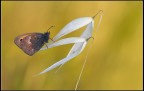 Farfalla
