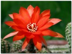 Fiore rosso!