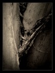 Torn