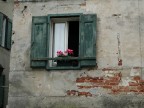 fiori alla finestra